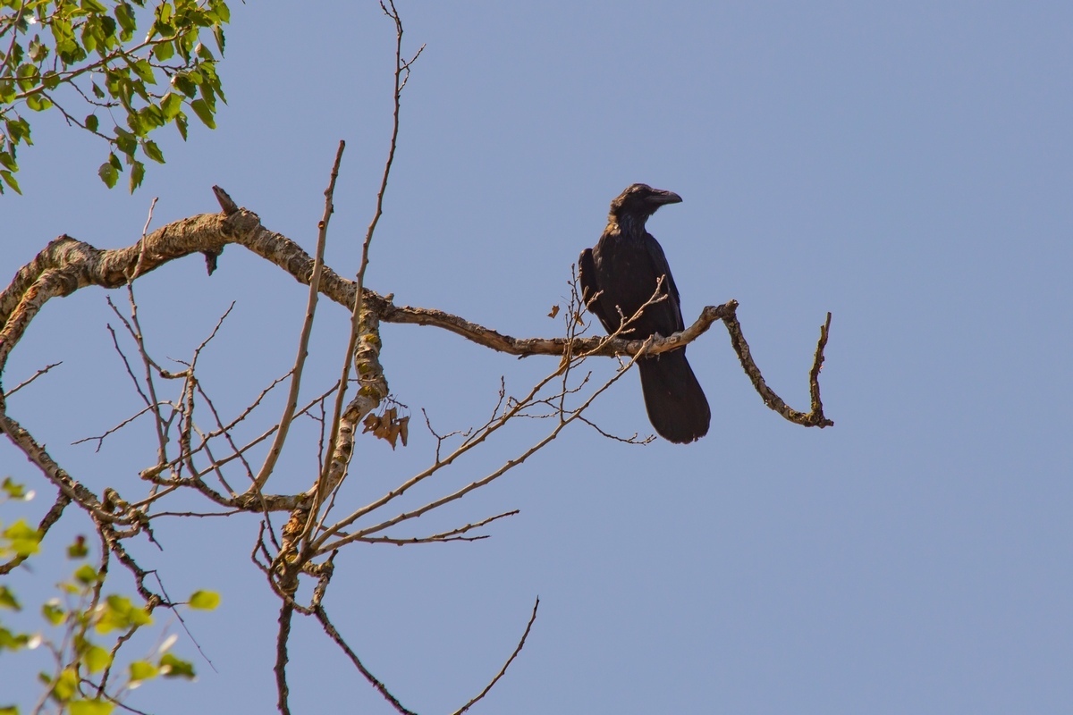 Just a photo selection of birds (part 2) - My, The photo, Ornithology, Photo hunting, The nature of Russia, Longpost, Birds