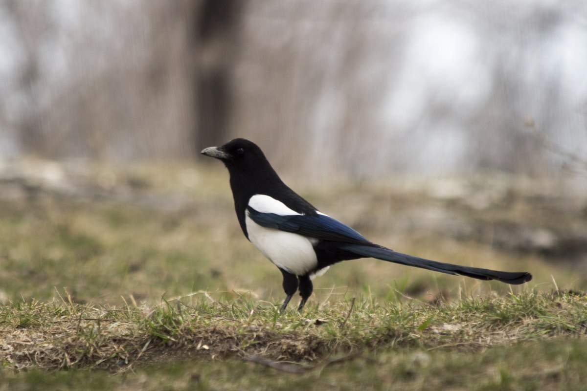 Just a photo selection of birds (part 2) - My, The photo, Ornithology, Photo hunting, The nature of Russia, Longpost, Birds