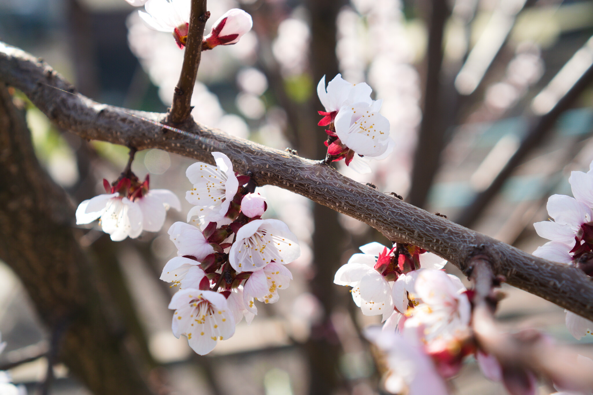 Spring works
