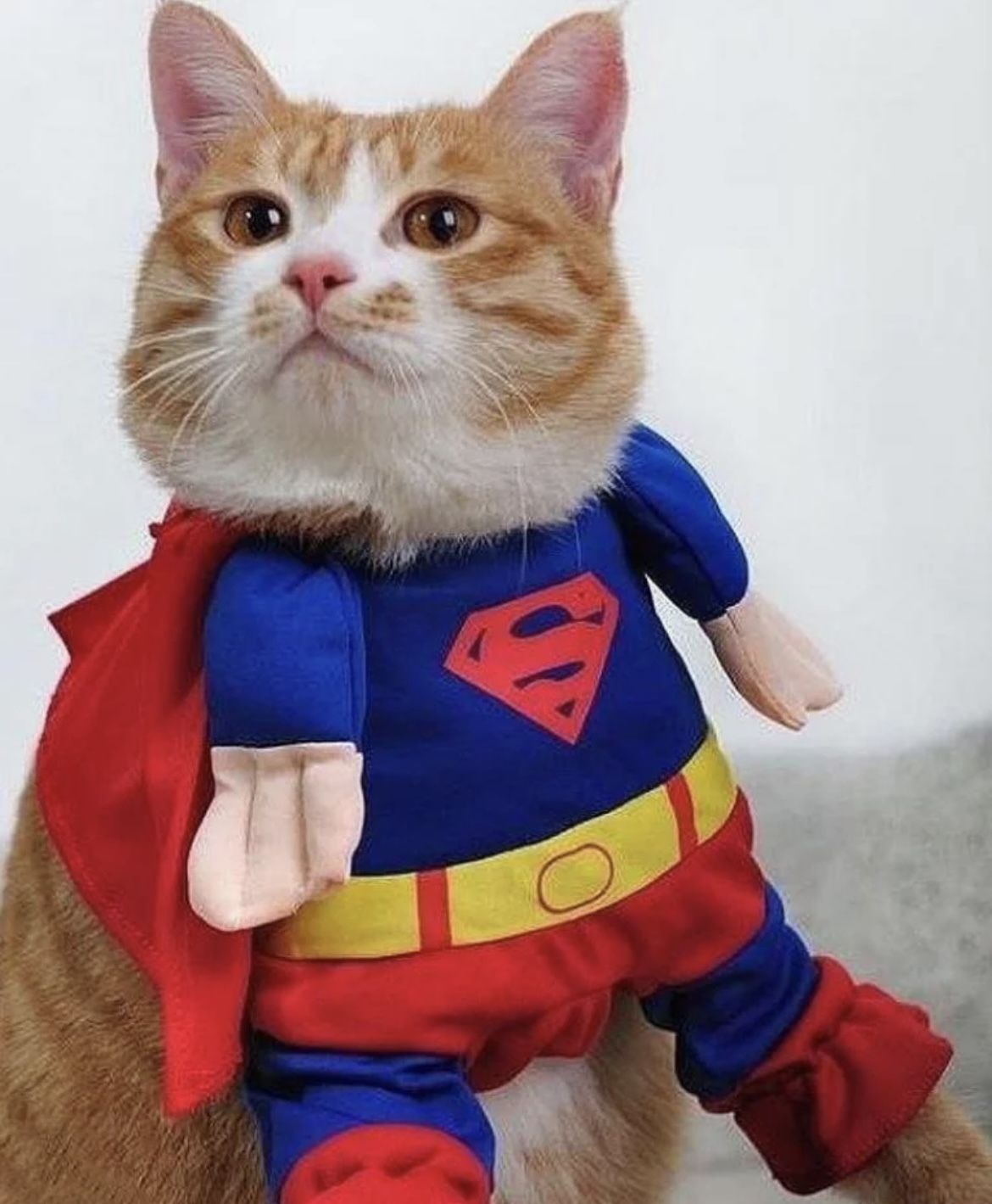 Кот в костюме супергероя
