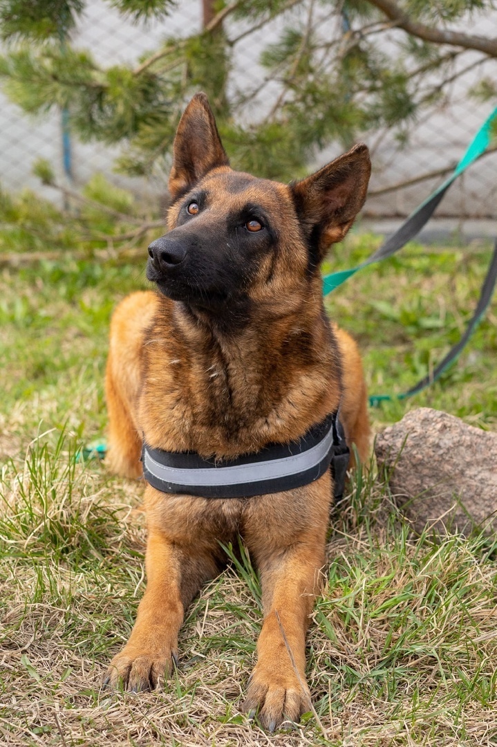 Malinois Malinka is looking for a home. St. Petersburg - My, In good hands, Homeless animals, Dog, Helping animals, Saint Petersburg, Sheepdog, Malinois, Longpost, No rating