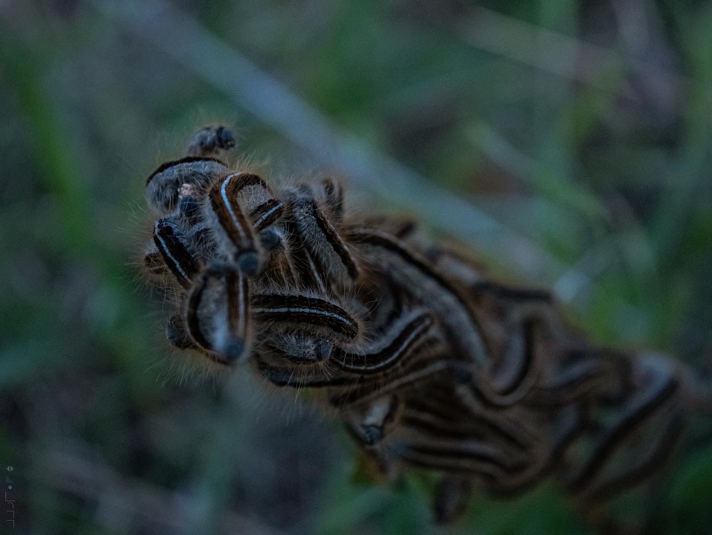 caterpillar kebab - My, Macro photography, Panasonic Lumix