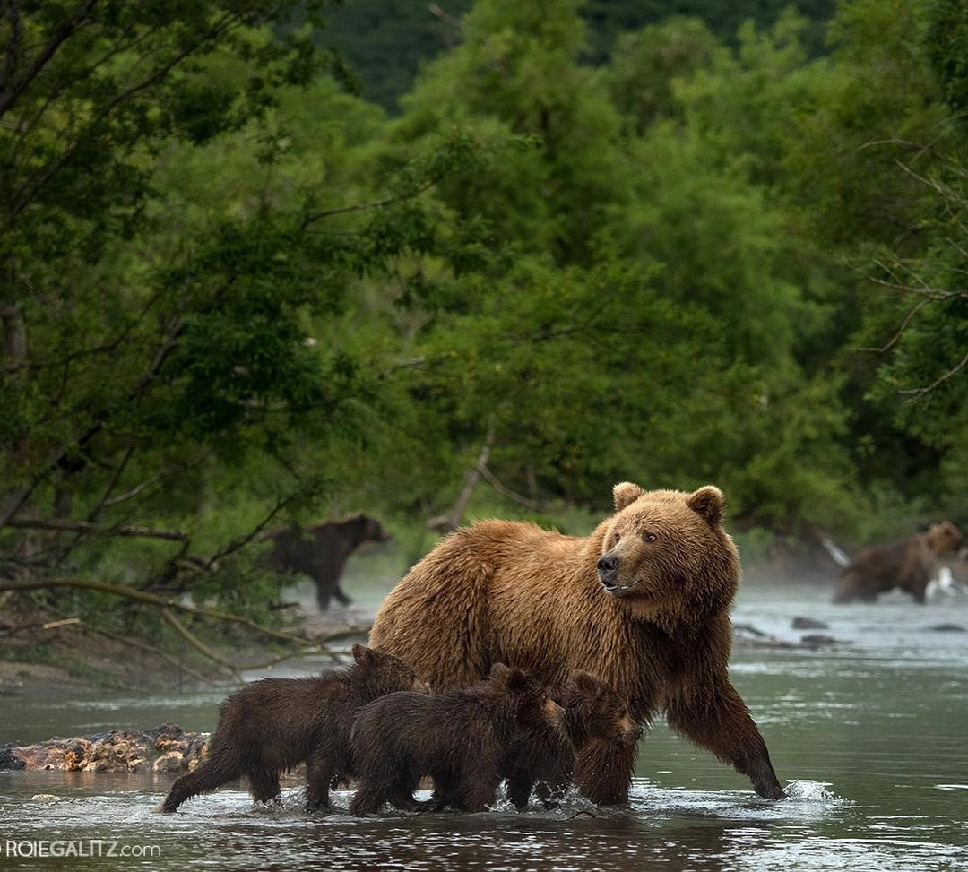 Good morning! - The Bears, Brown bears, The photo, Teddy bears, Animals, Wild animals