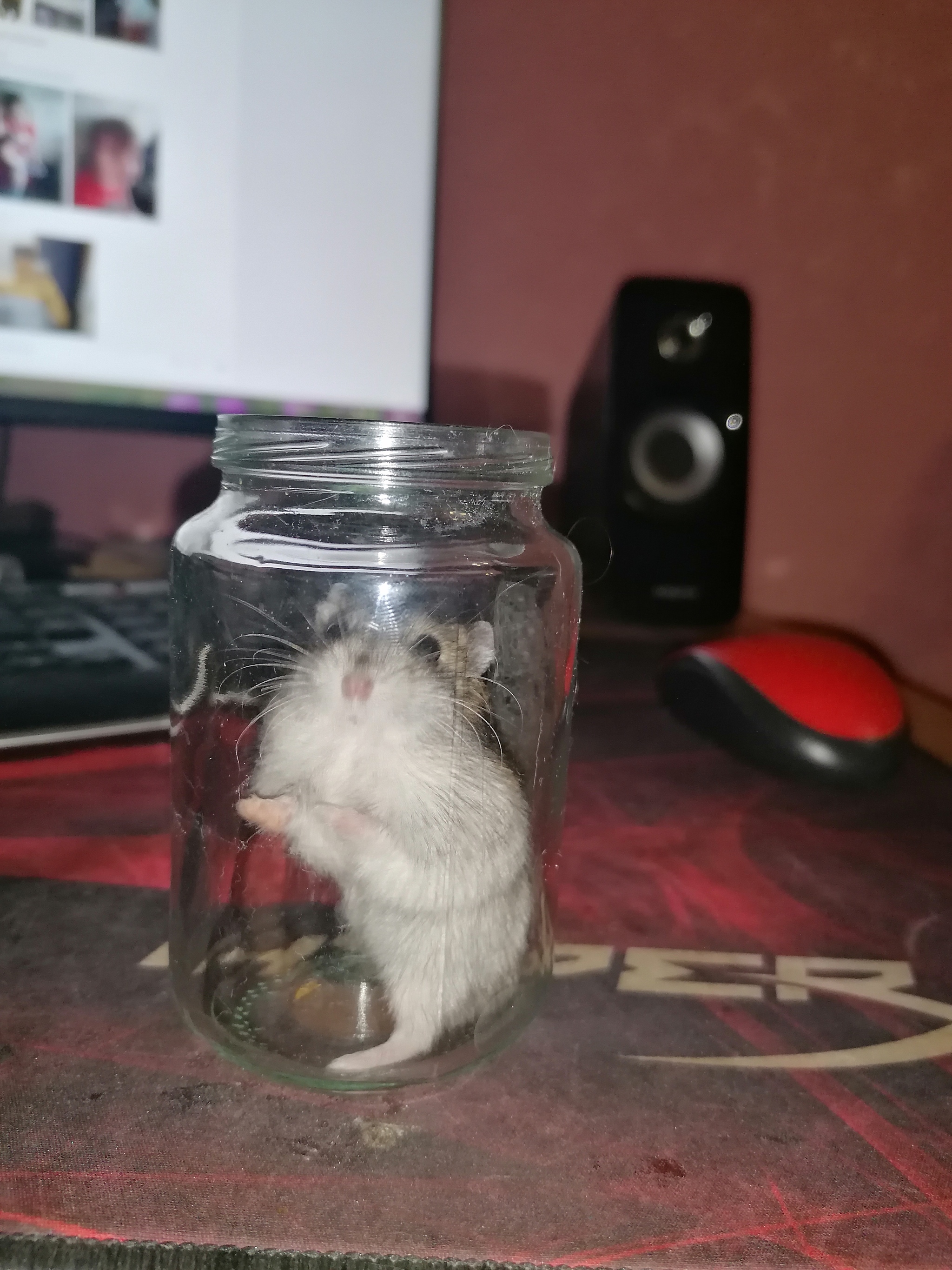 When I bought an apartment with a mortgage - Hamster, Humor