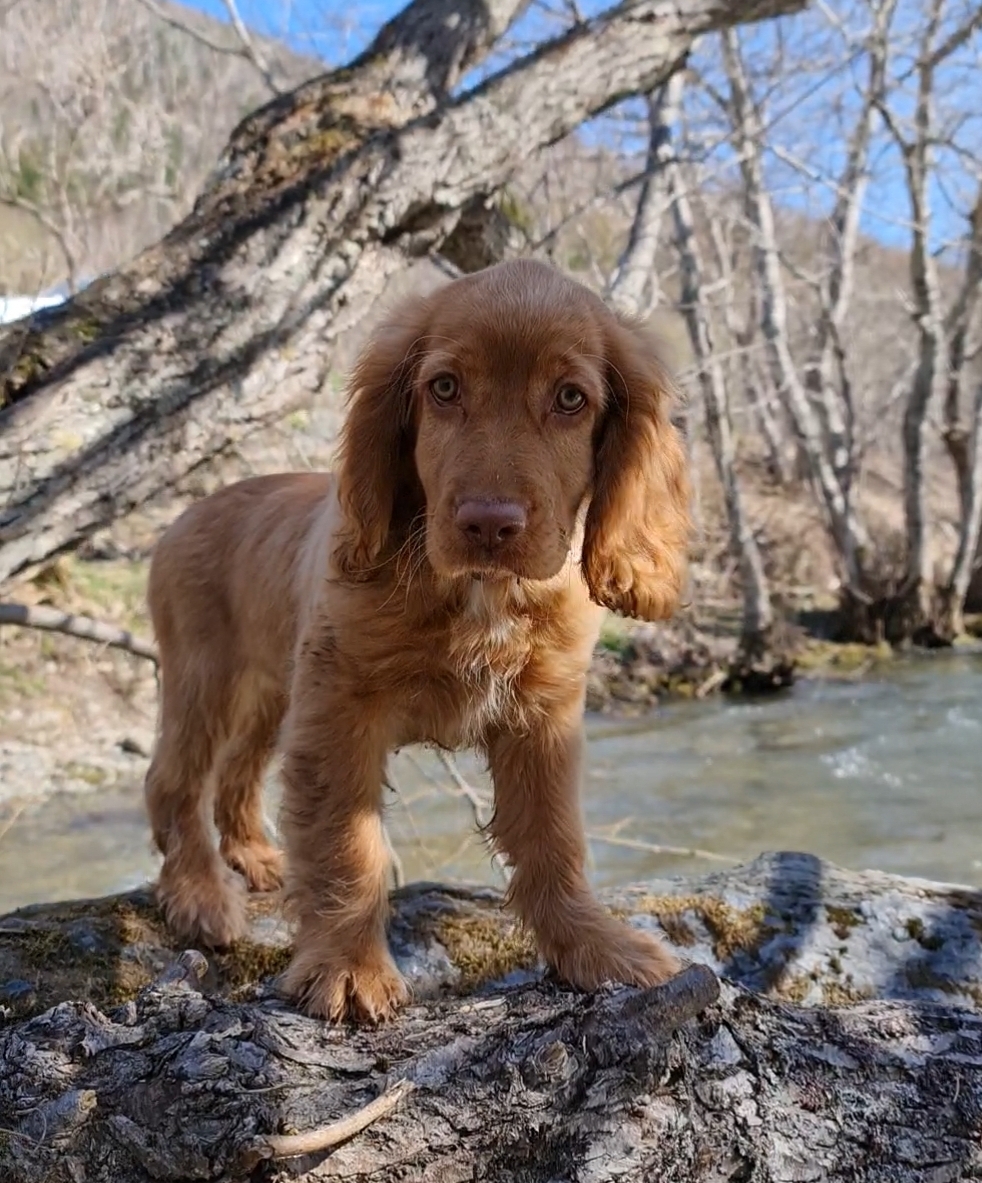 And so not so and so not so - My, Dog, Spaniel, Flowers, Older generation, , Longpost