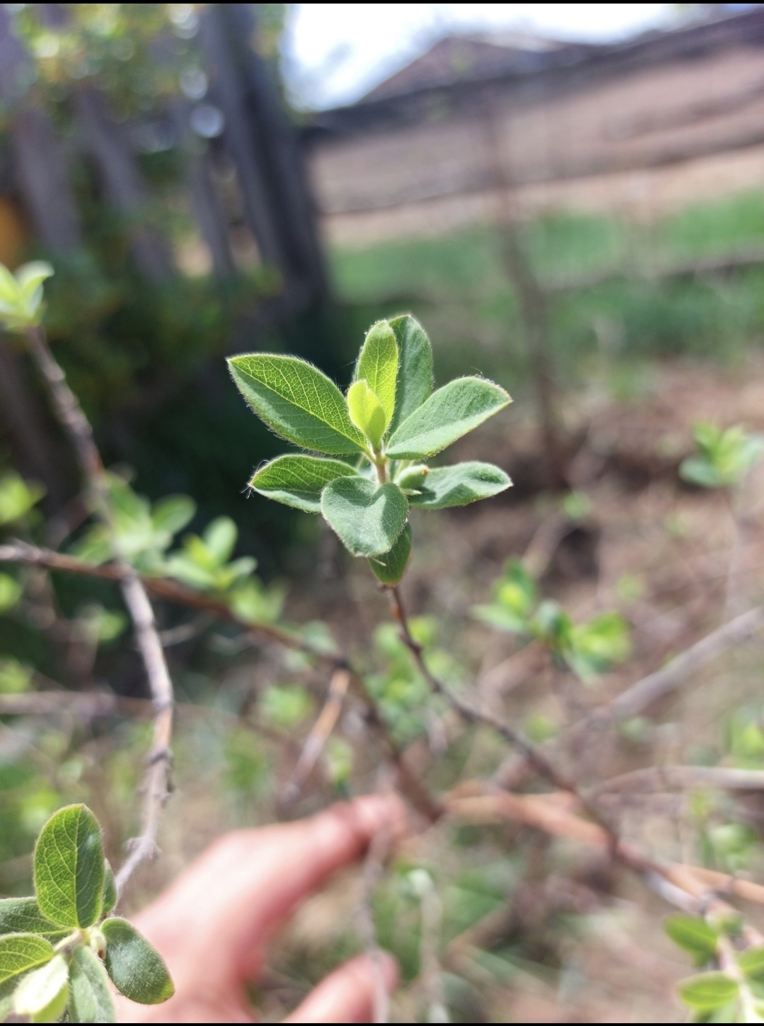 Mysterious tree, and maybe a bush - My, Bushes, Mystery, Longpost, What kind of plant