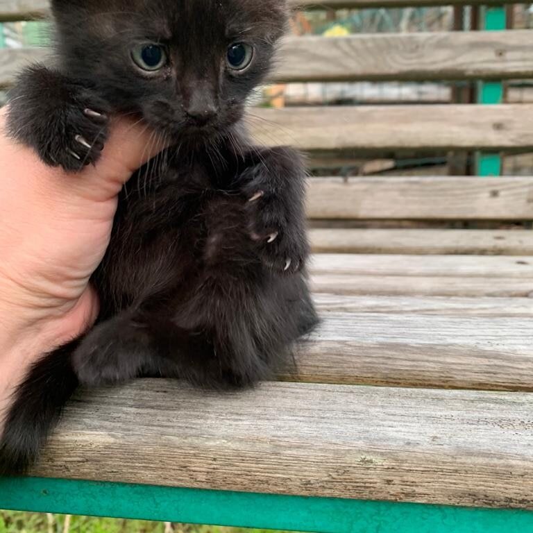 Dropped a kitten. Lives alone for a week in a box by the barn - In good hands, Animal shelter, cat, Lost, Helping animals, Good league, No rating, Kittens, Homeless animals, Veterinary, Tricolor cat, Moscow