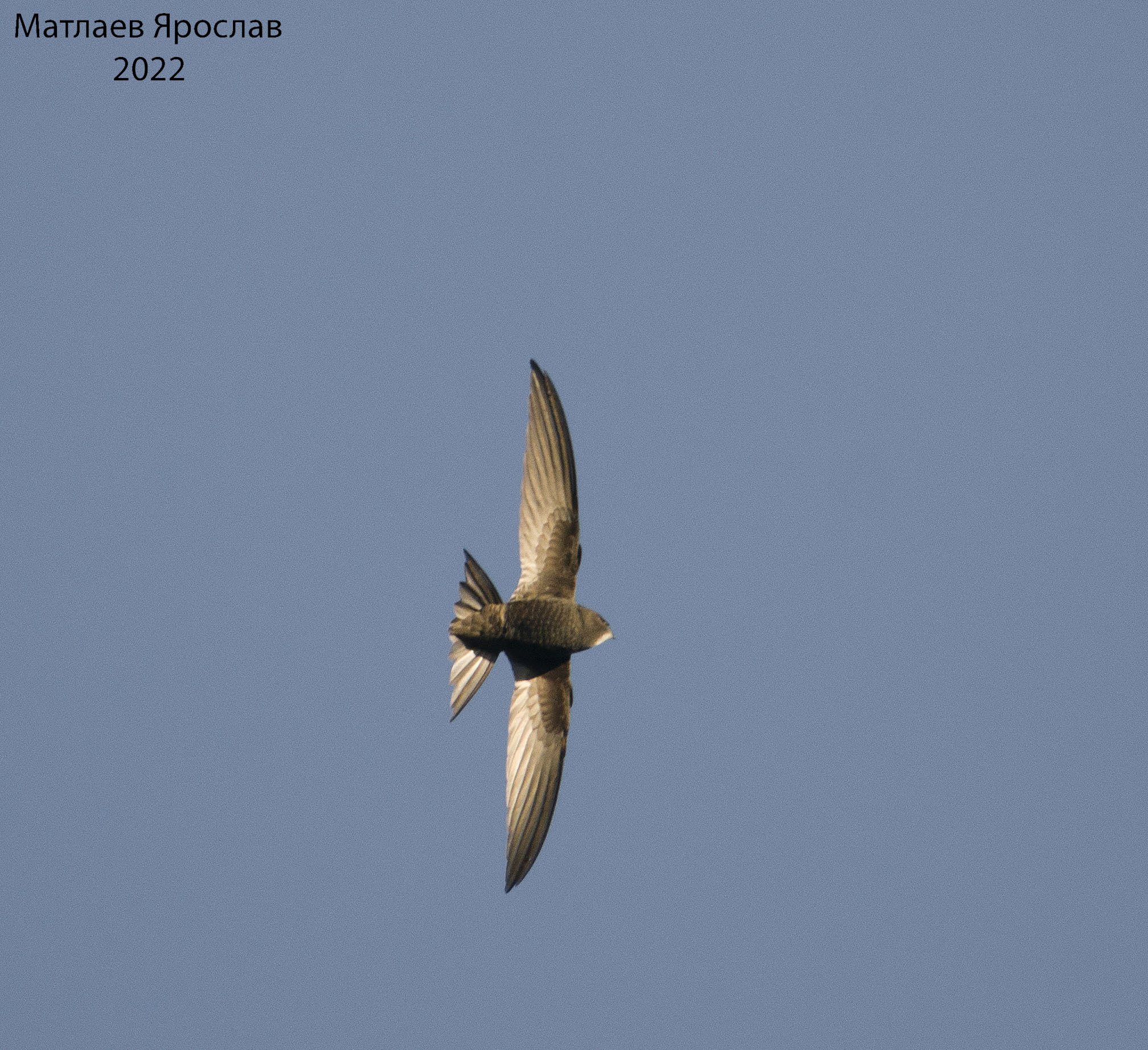 Free Bird - My, Photo hunting, Nature, Birds, Ornithology, Hobby, Predator birds, The photo, LPR, Anthracite, Donbass, Spring, May, Longpost