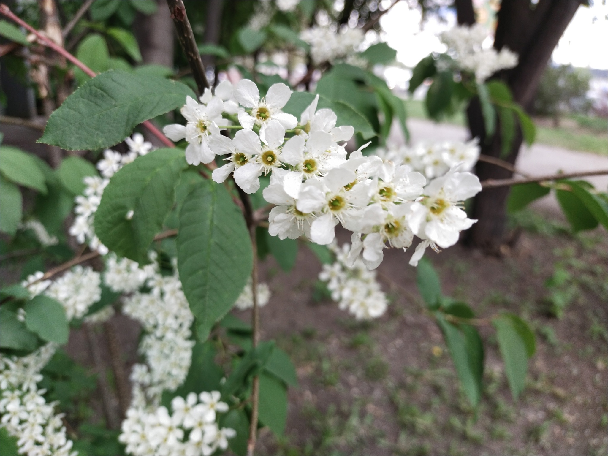 Is the bird cherry to blame in the cold? Scientists answer - My, Town, Scientists, Weather, Cold, Bird cherry, Chelyabinsk, Long, Longpost