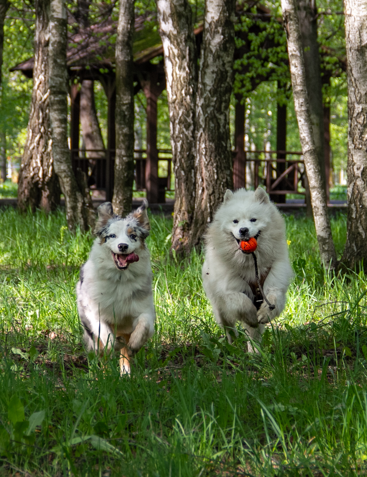 One morning - My, Australian shepherd, Samoyed, Dog, Walk, Longpost