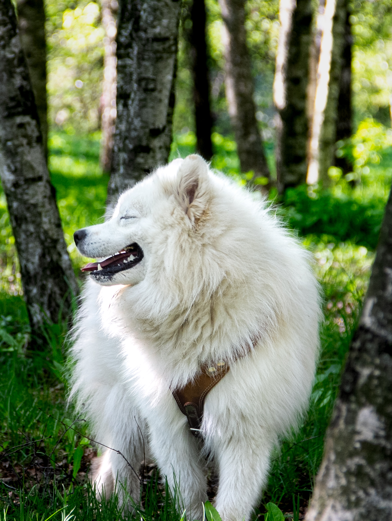 One morning - My, Australian shepherd, Samoyed, Dog, Walk, Longpost