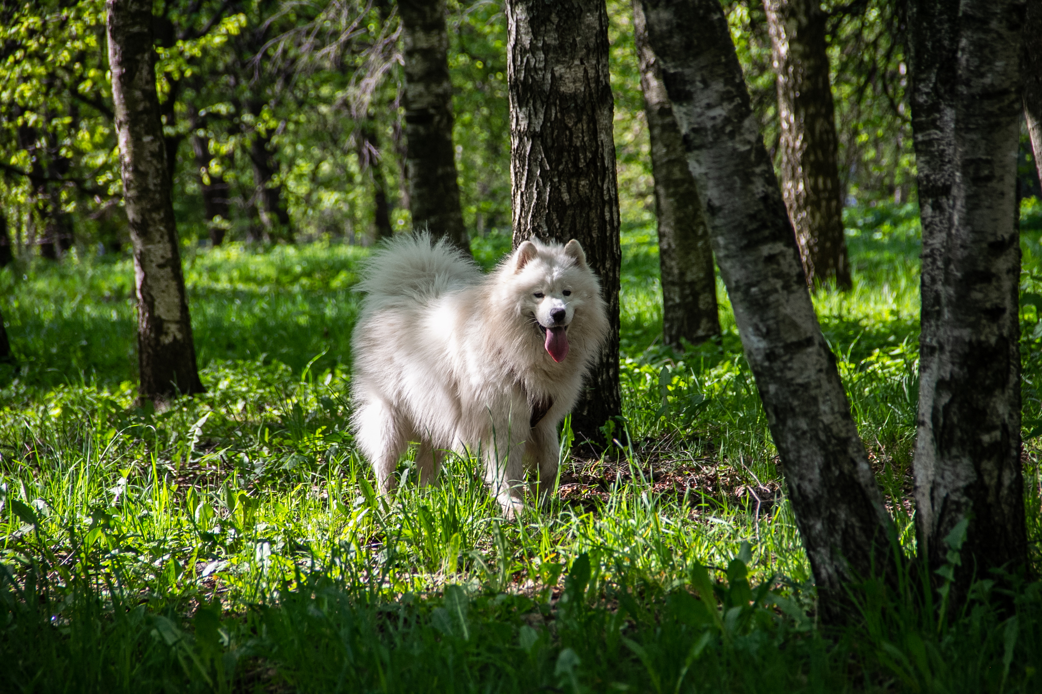 One morning - My, Australian shepherd, Samoyed, Dog, Walk, Longpost