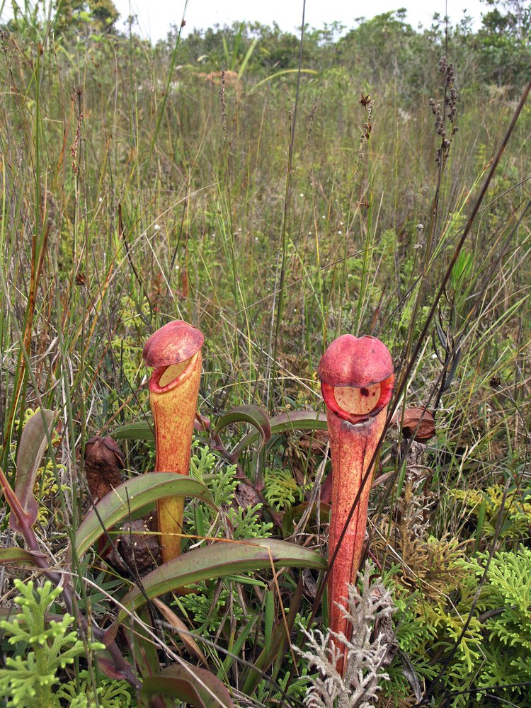 People in Cambodia are being urged to stop plucking a carnivorous penis plant - Nepenthe, Carnivorous, Plants, Cambodia, wildlife, Botany, The photo, Southeast Asia, Indochina, beauty of nature, Protection of Nature, Carnivorous plants, Longpost