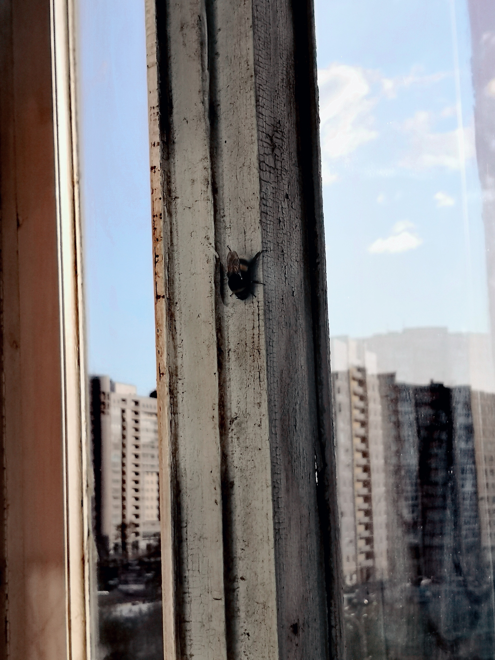 furry workaholic - My, Bumblebee, Spring, Window, Mobile photography