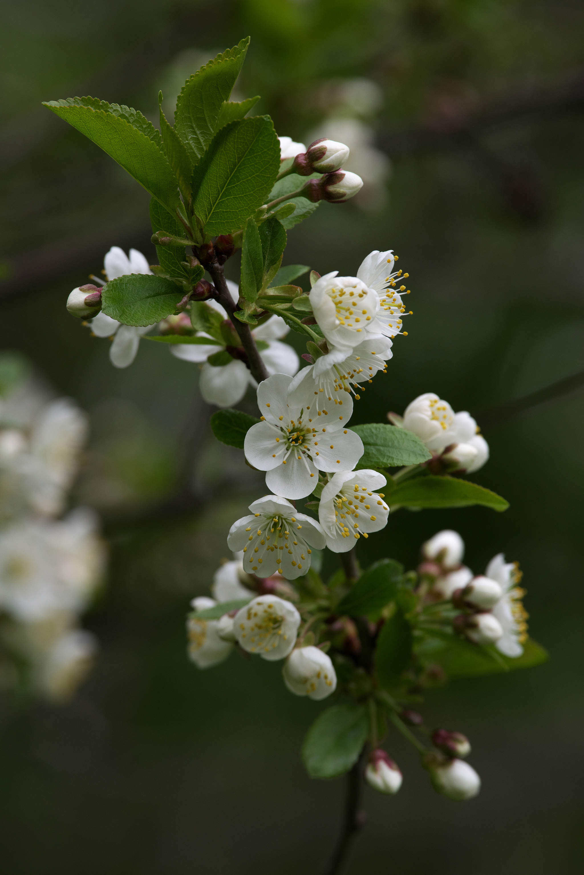 May - My, The photo, Bloom, Flowers, Beautiful, Longpost