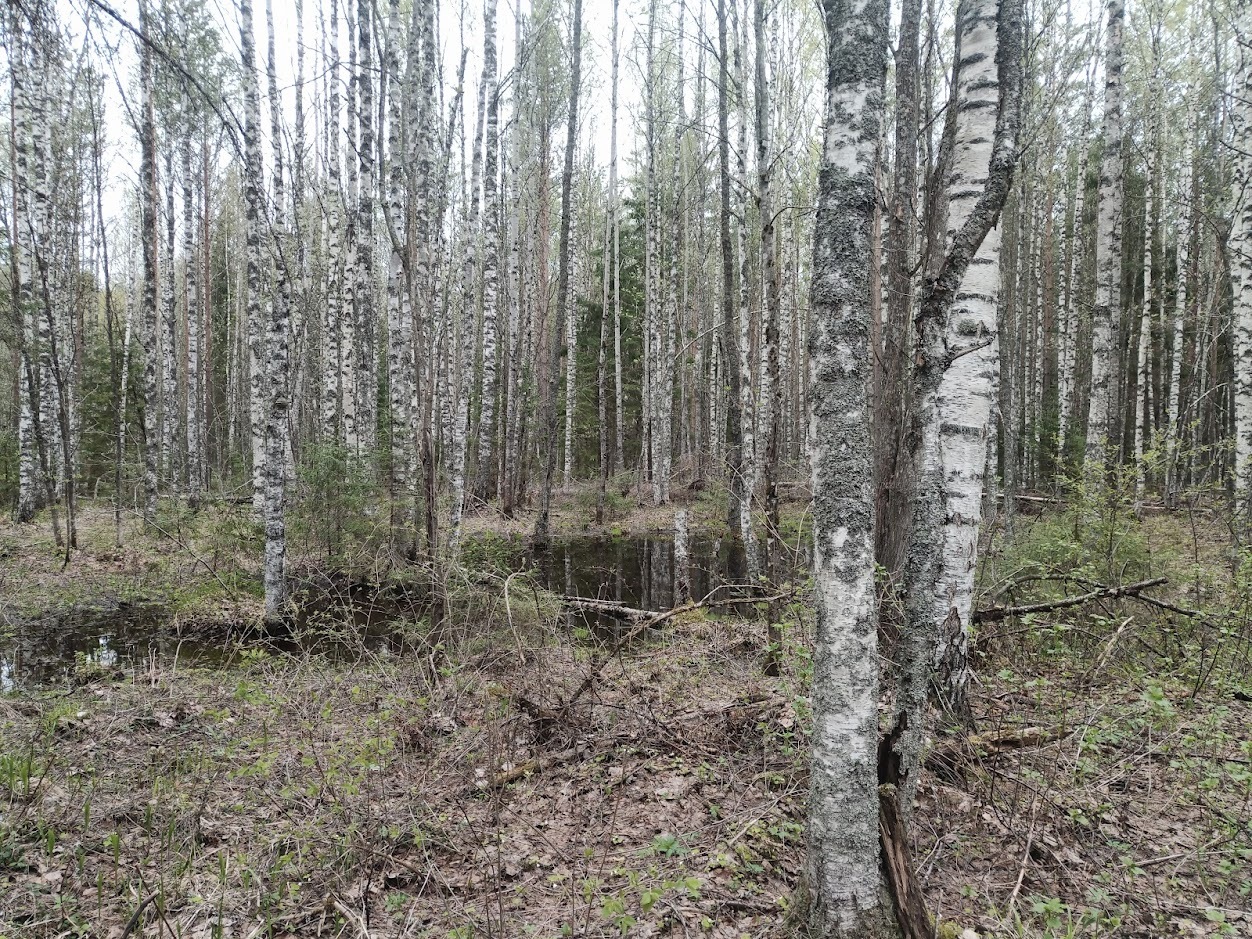 Morels found - My, Mushrooms, Morels, Forest, Silent hunt, Longpost