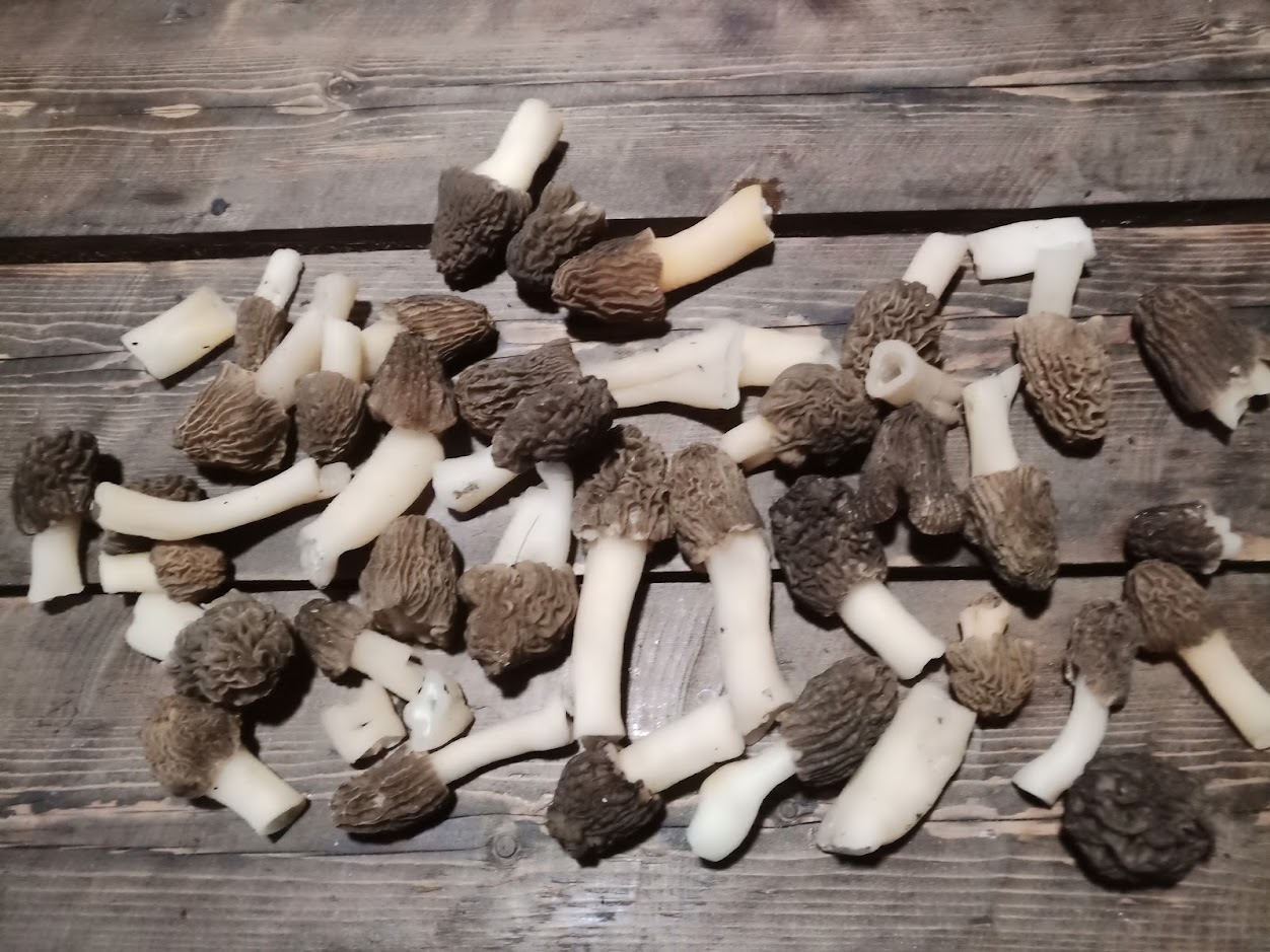 Morels found - My, Mushrooms, Morels, Forest, Silent hunt, Longpost