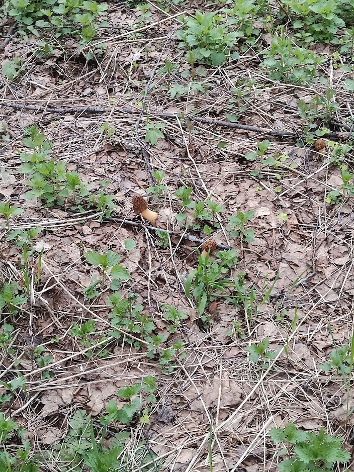 Morels found - My, Mushrooms, Morels, Forest, Silent hunt, Longpost