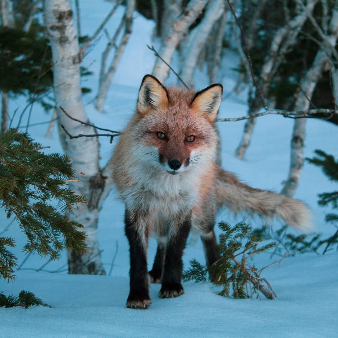 forest beauty - My, The photo, Canon, Fox, Wild animals, Forest