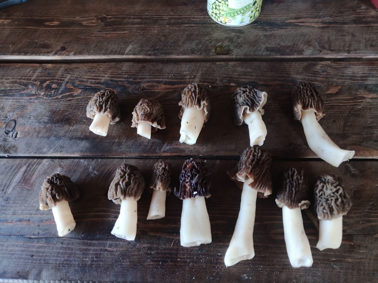 Morels found - My, Mushrooms, Morels, Forest, Silent hunt, Longpost