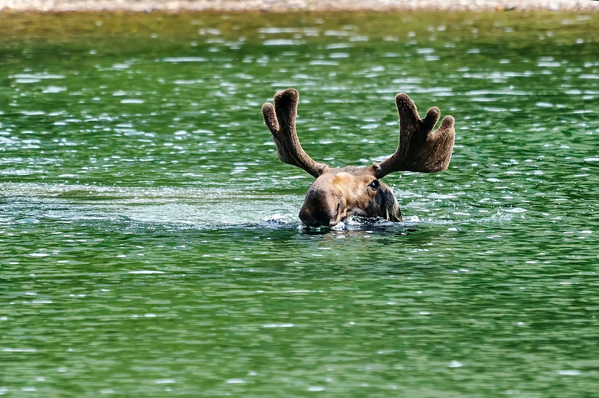 Как вести себя при встрече с лосем | Пикабу