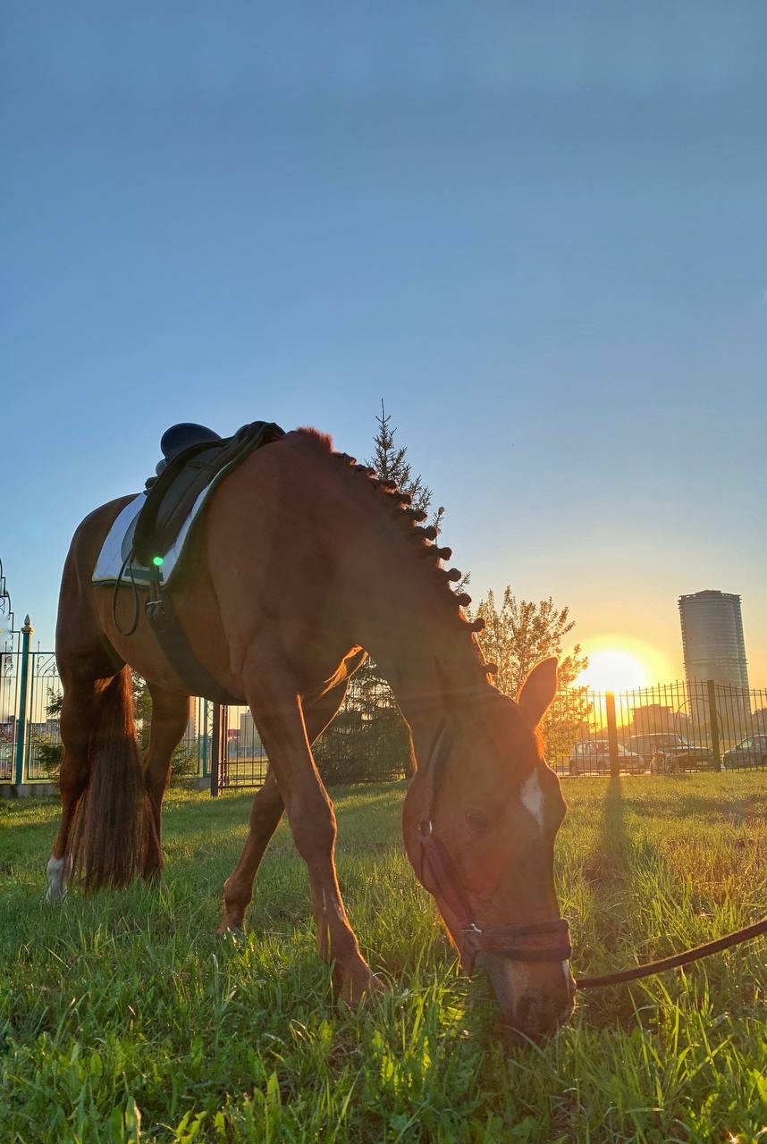 Horse wardrobe. - My, Horses, Equestrian ammunition, Video, Vertical video, Longpost