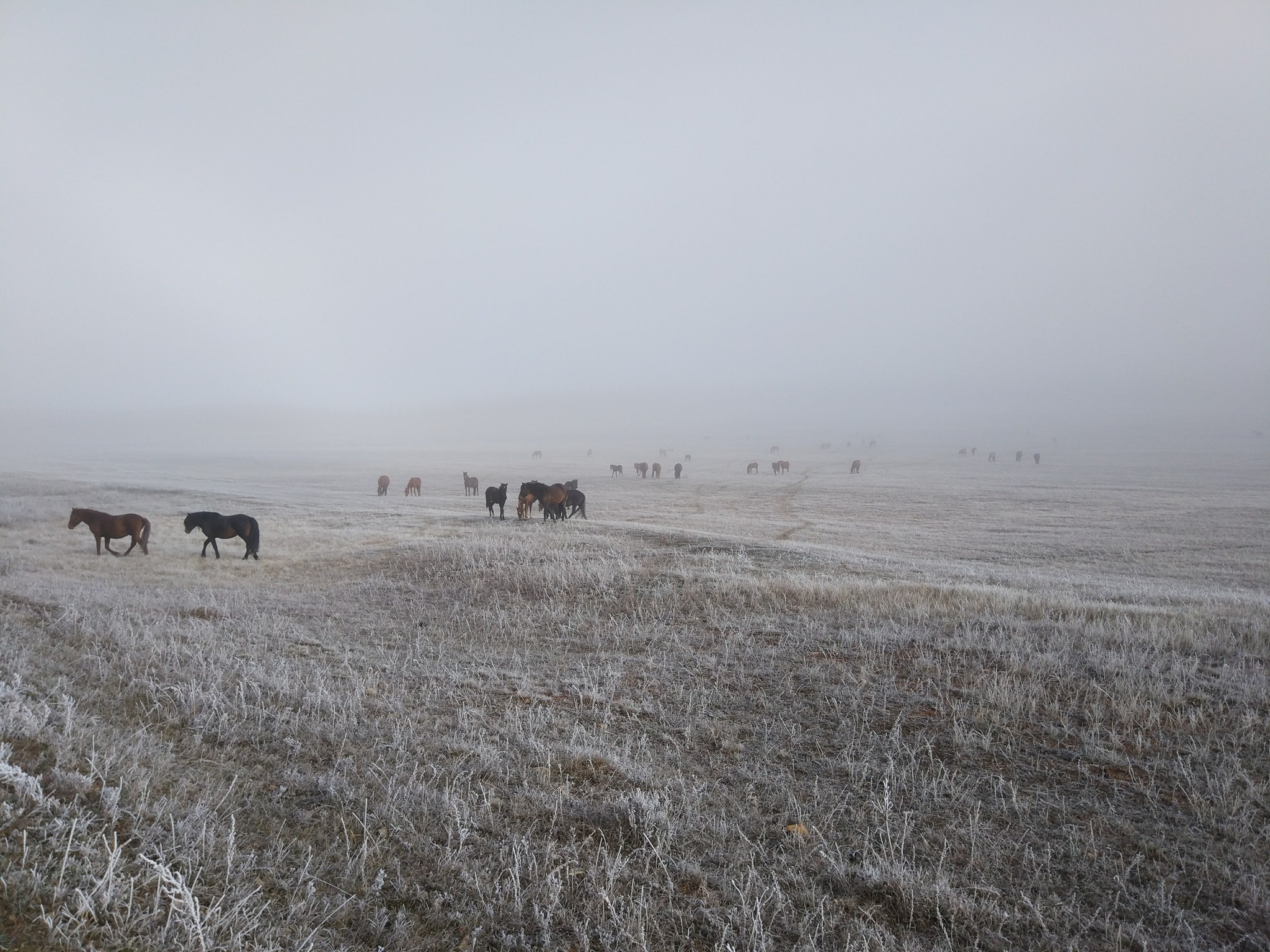 Photo on Xiaomi mi 5s Watershed Lena - Enisey - My, The photo, Horses, Nature, Fog, Photo on sneaker, Mobile photography, Holy places