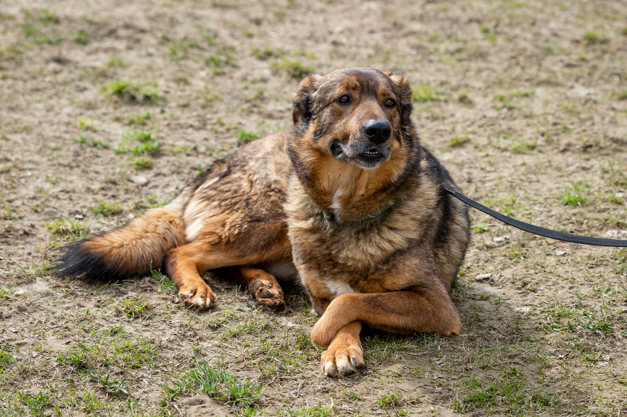 roller. - The rescue, Animal Rescue, Help, In good hands, Shelter, Animal shelter, Homeless animals, Dog, Longpost