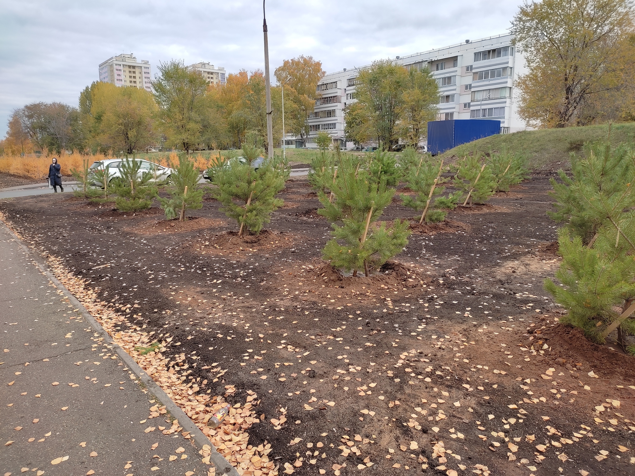 Who will explain? - My, Saplings, Tree, Landing