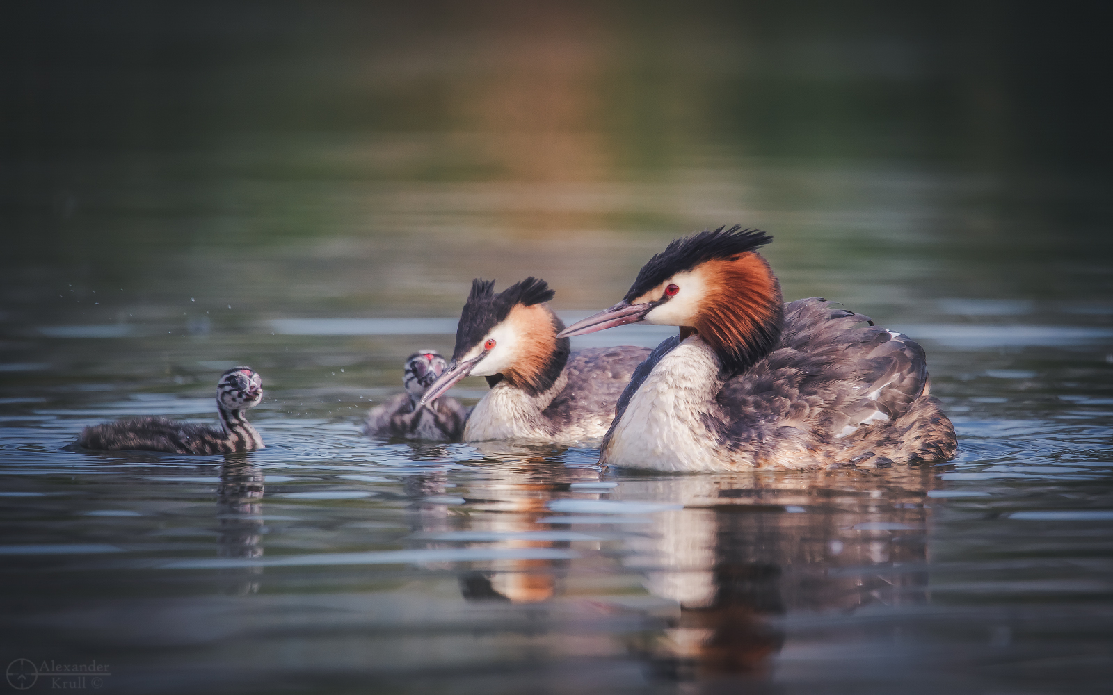 Chomgin family - Great grebe, Chomga, Waterfowl, Birds, Chick, Milota, The photo, Water, Krasnodar, beauty of nature, Longpost