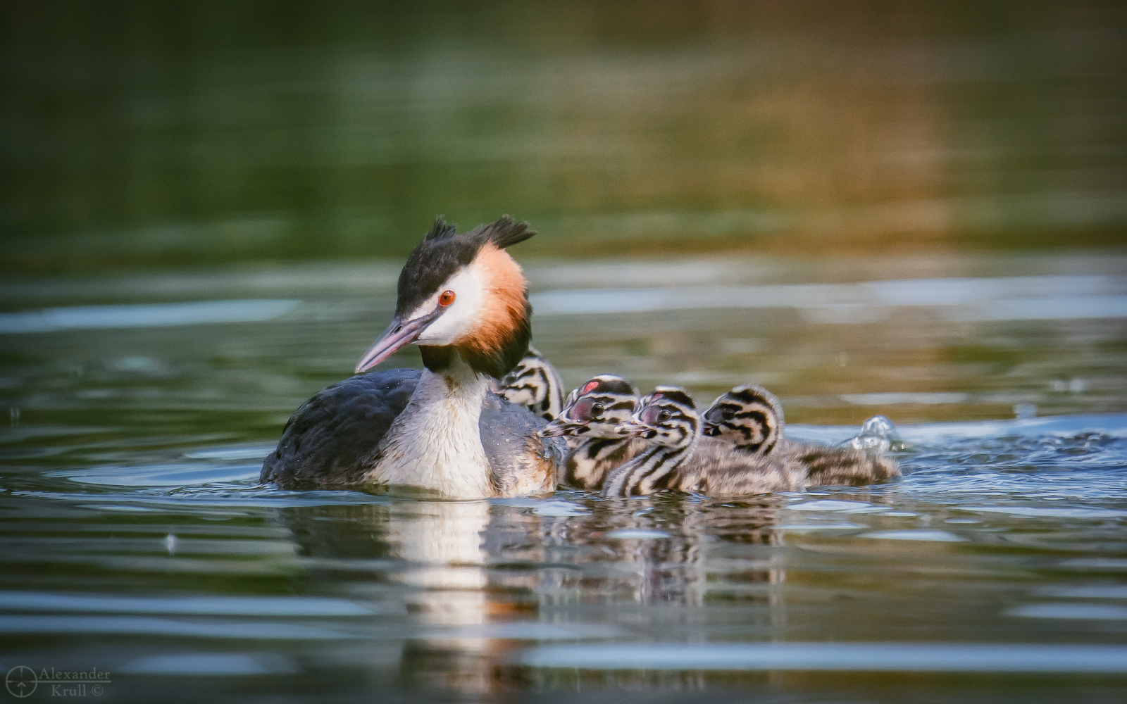 Chomgin family - Great grebe, Chomga, Waterfowl, Birds, Chick, Milota, The photo, Water, Krasnodar, beauty of nature, Longpost