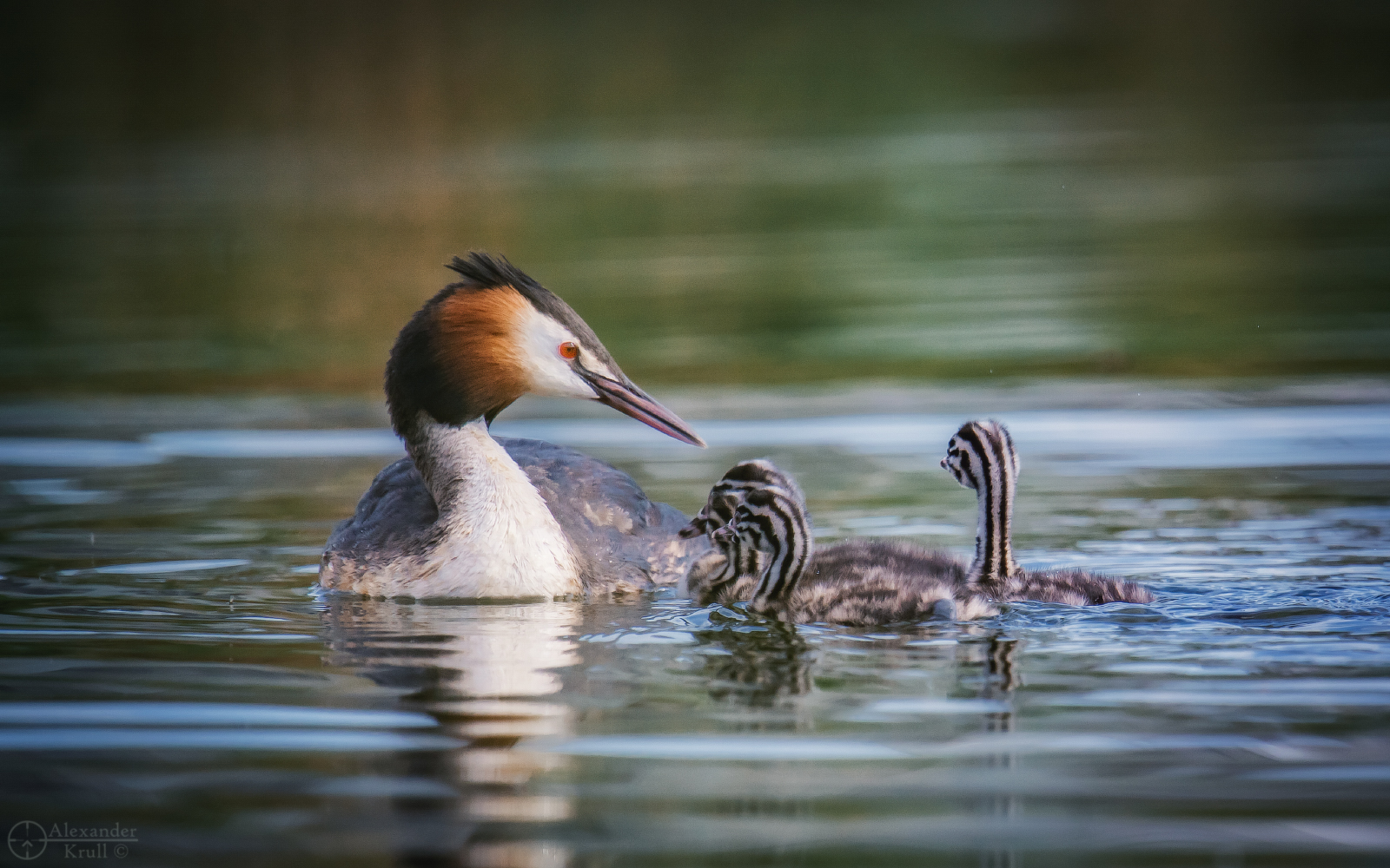 Chomgin family - Great grebe, Chomga, Waterfowl, Birds, Chick, Milota, The photo, Water, Krasnodar, beauty of nature, Longpost