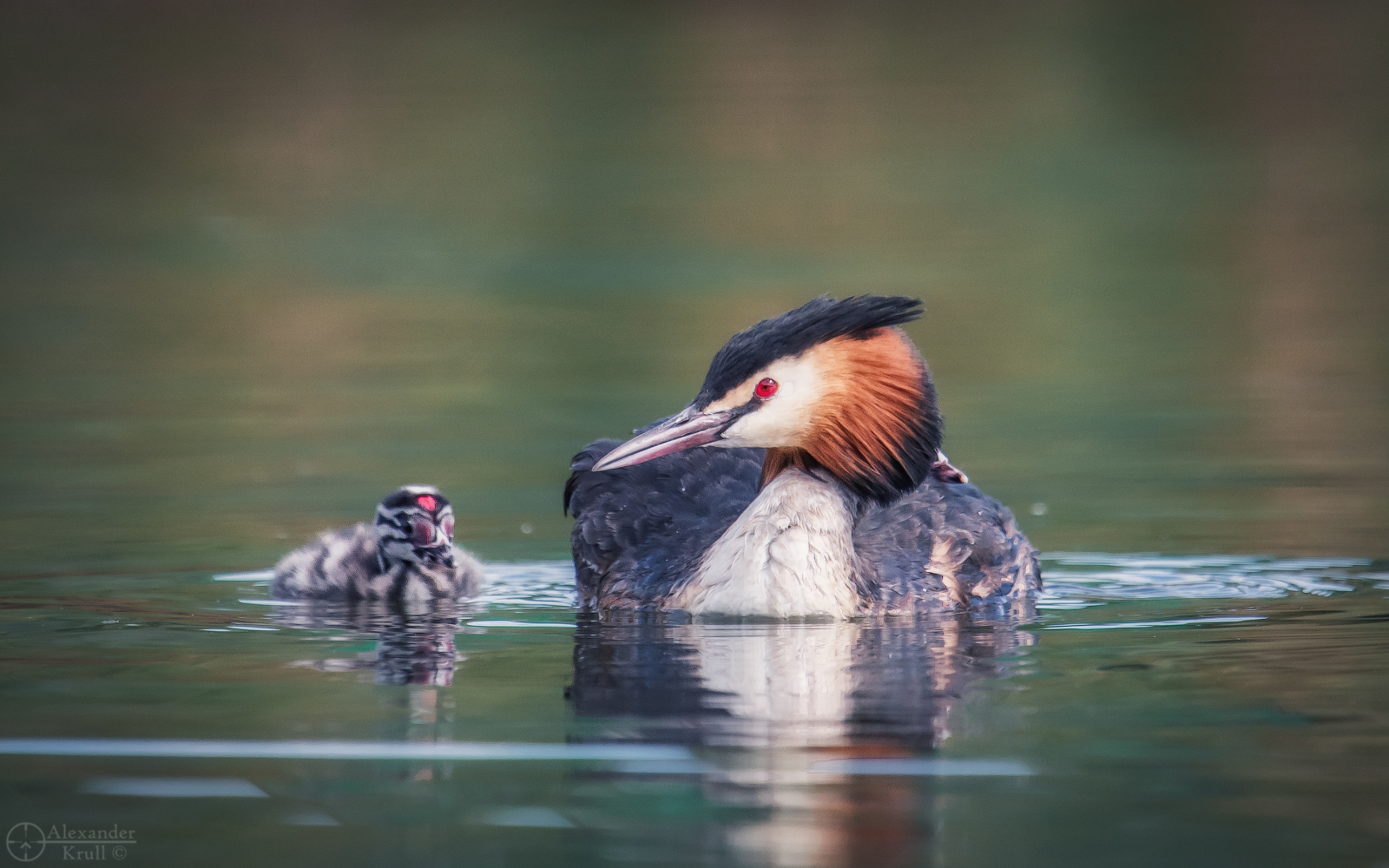 Chomgin family - Great grebe, Chomga, Waterfowl, Birds, Chick, Milota, The photo, Water, Krasnodar, beauty of nature, Longpost