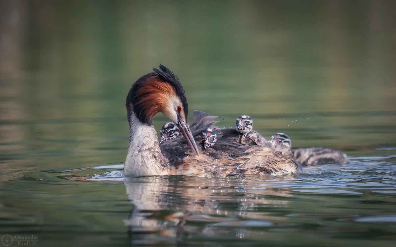 Chomgin family - Great grebe, Chomga, Waterfowl, Birds, Chick, Milota, The photo, Water, Krasnodar, beauty of nature, Longpost