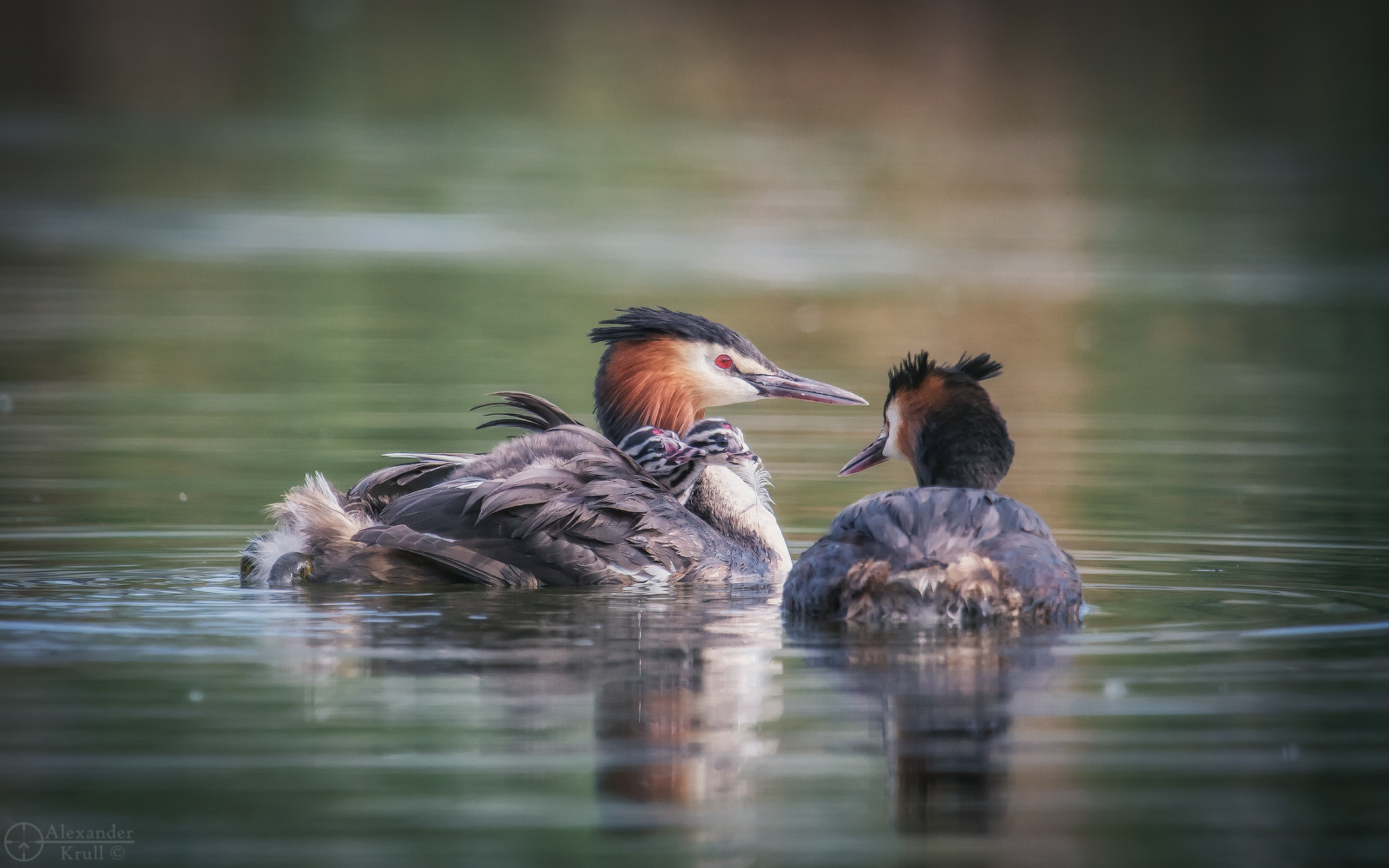 Chomgin family - Great grebe, Chomga, Waterfowl, Birds, Chick, Milota, The photo, Water, Krasnodar, beauty of nature, Longpost