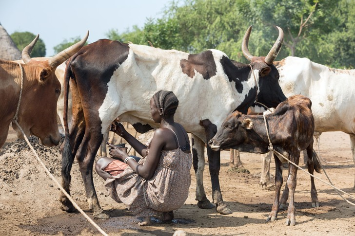 Archaeologists have named the time and place where a man first milked a cow - Archeology, Cow, Pets, Sudan, Africa, Fossils, Archaeologists, Research, Scientists, Opening, Around the world, Informative, Sahara, Ancient people, Archaeological finds, Archaeological excavations, Neolithic