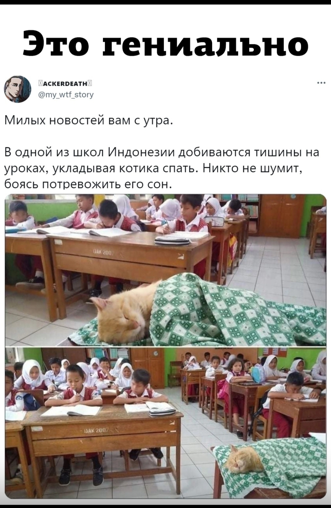 cute - Milota, cat, School, Dream