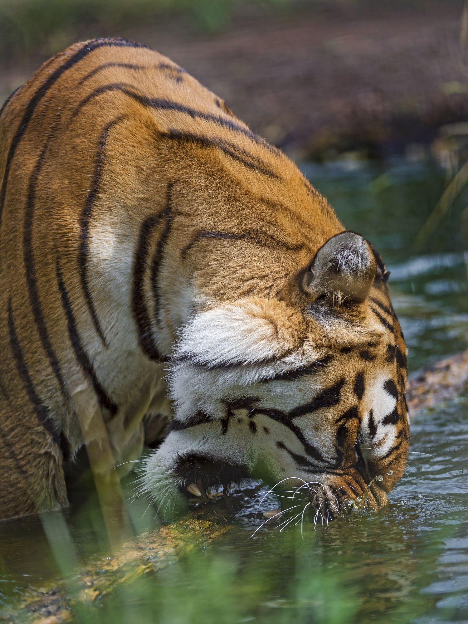 Tiger - Endangered species, Tiger, Big cats, Cat family, Predatory animals, Wild animals, Zoo, The photo, Longpost, Water, Bathing