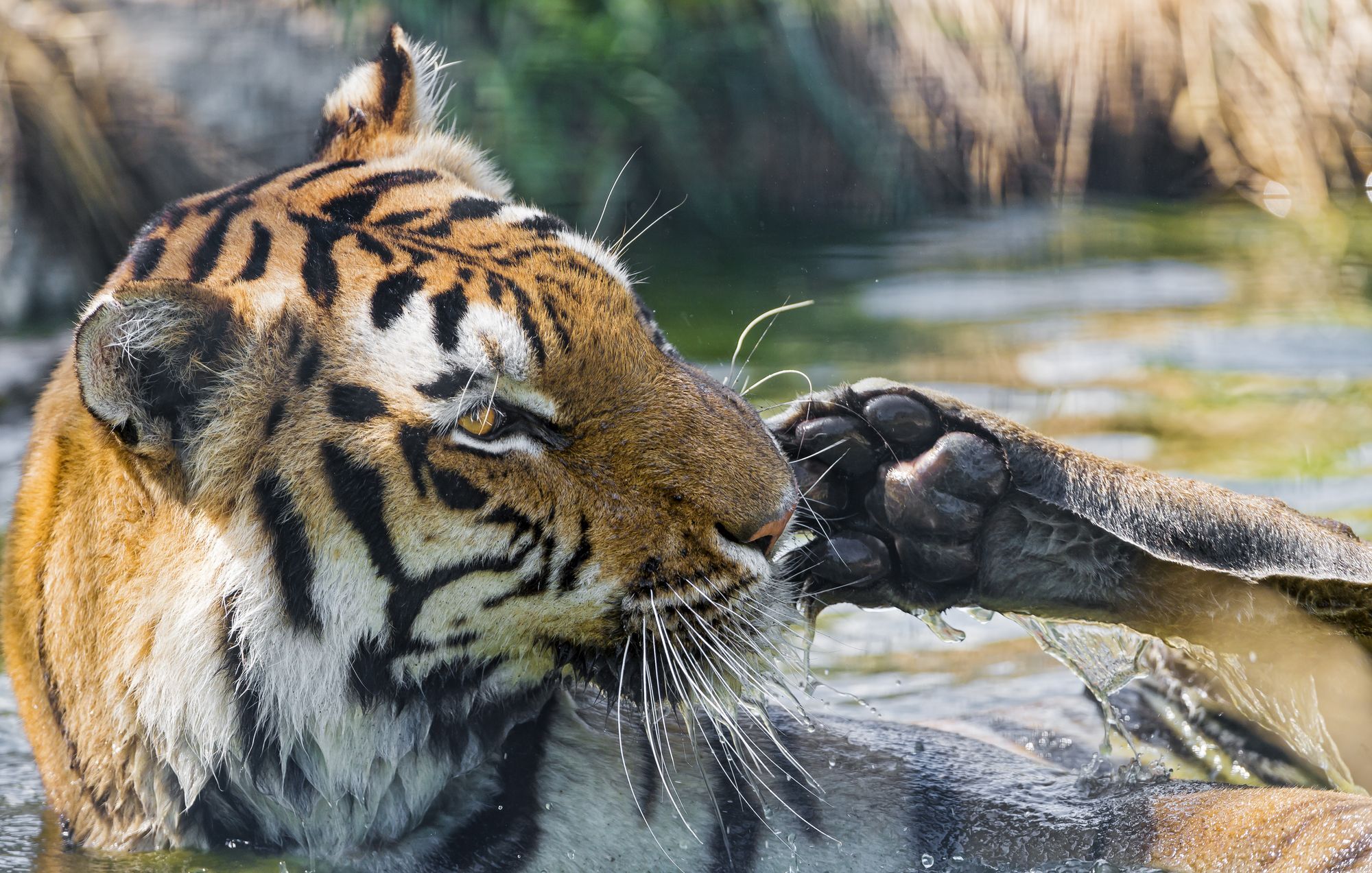 Tiger - Endangered species, Tiger, Big cats, Cat family, Predatory animals, Wild animals, Zoo, The photo, Longpost, Water, Bathing