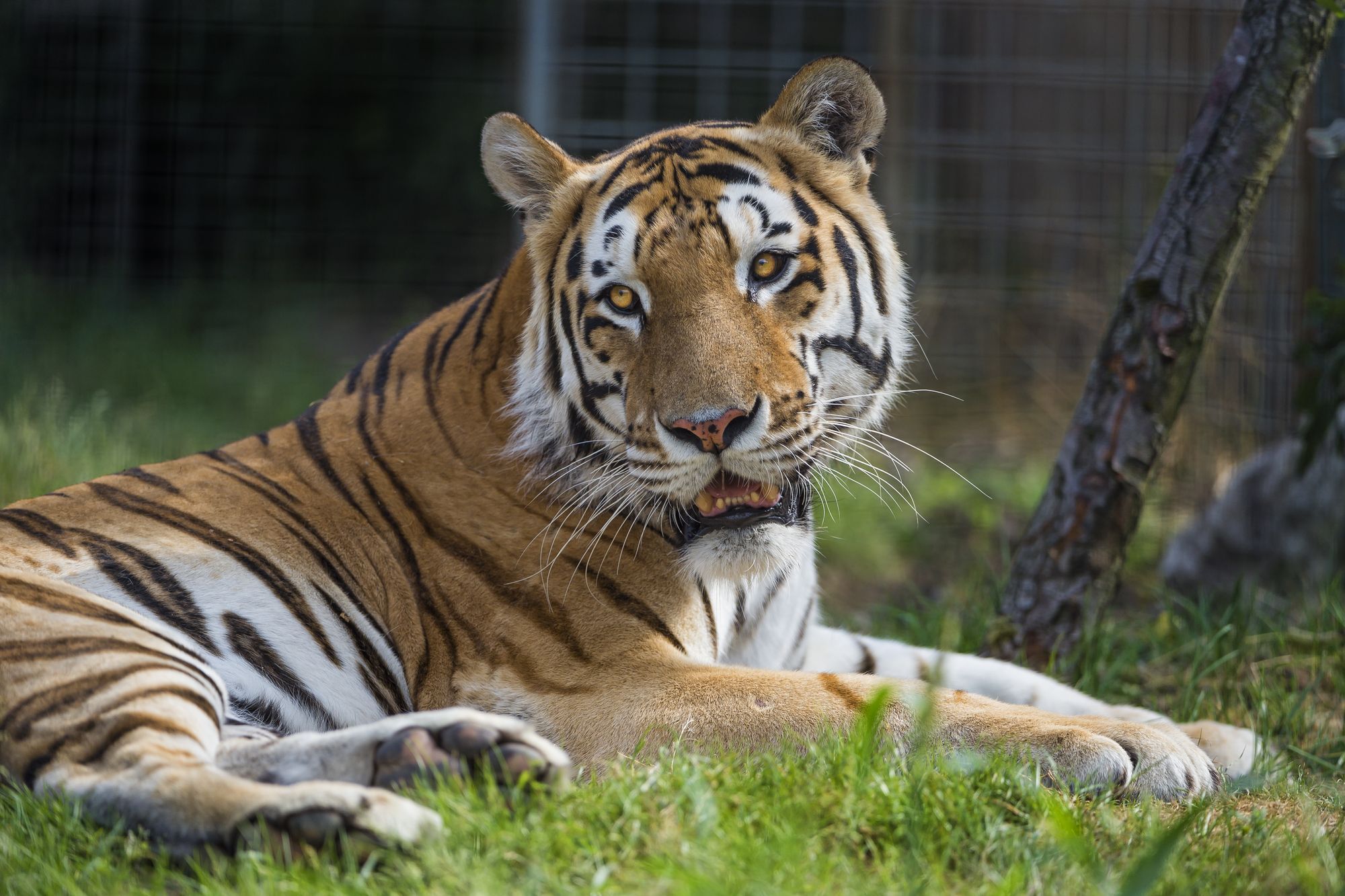 Tiger - Endangered species, Tiger, Big cats, Cat family, Predatory animals, Wild animals, Zoo, The photo, Longpost, Water, Bathing