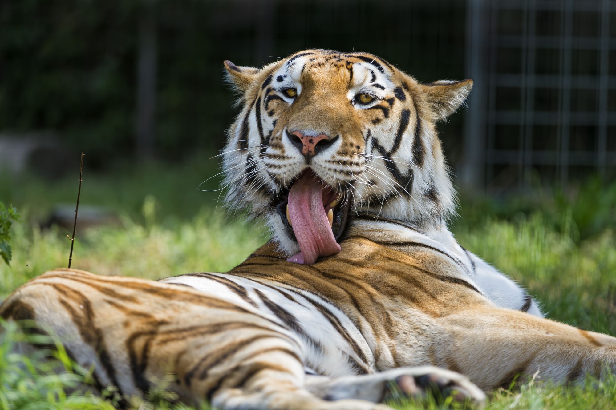 Tiger - Endangered species, Tiger, Big cats, Cat family, Predatory animals, Wild animals, Zoo, The photo, Longpost, Water, Bathing