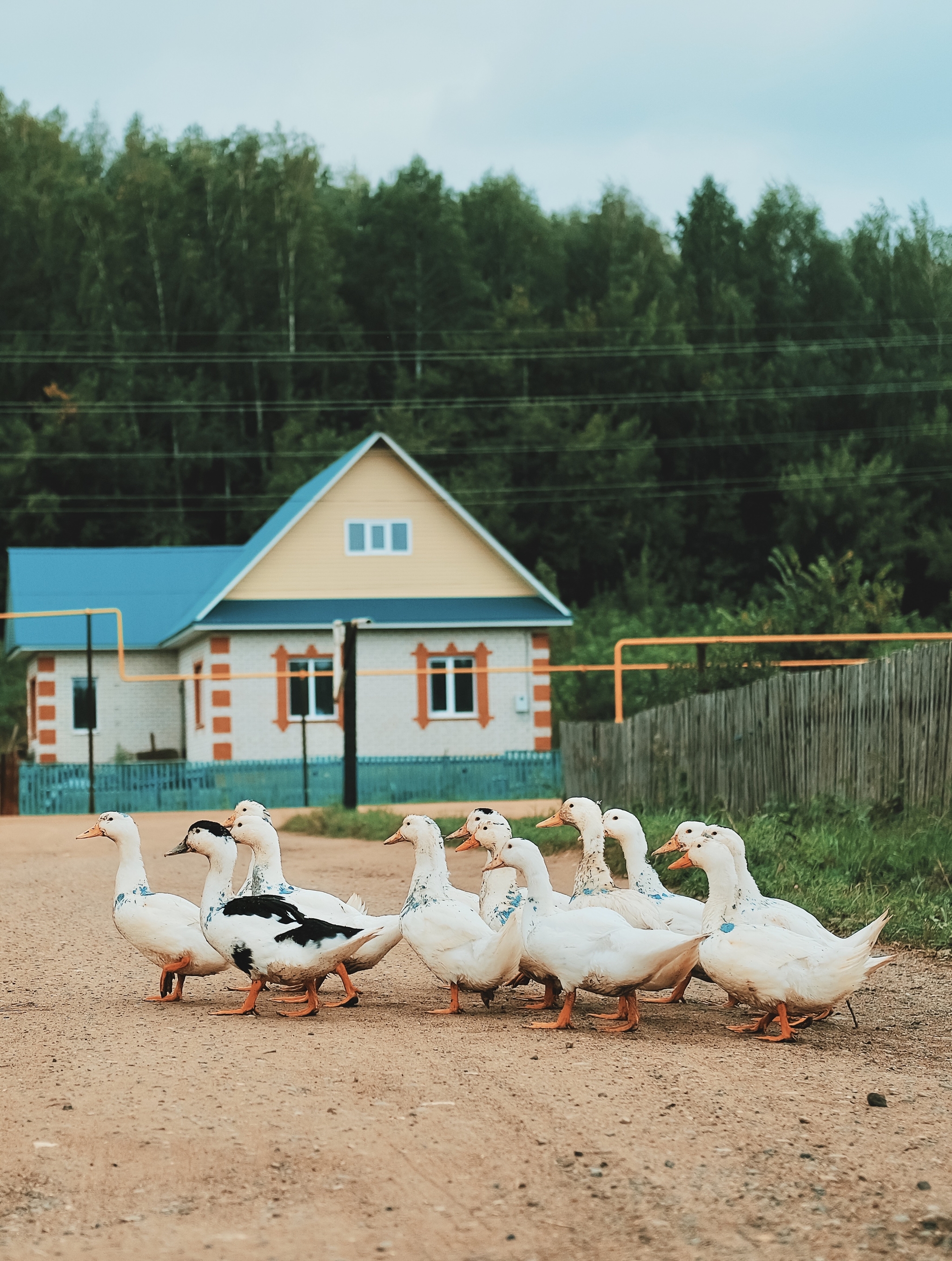 And no zoos - My, The photo, Village, Animals, Fujifilm, Longpost