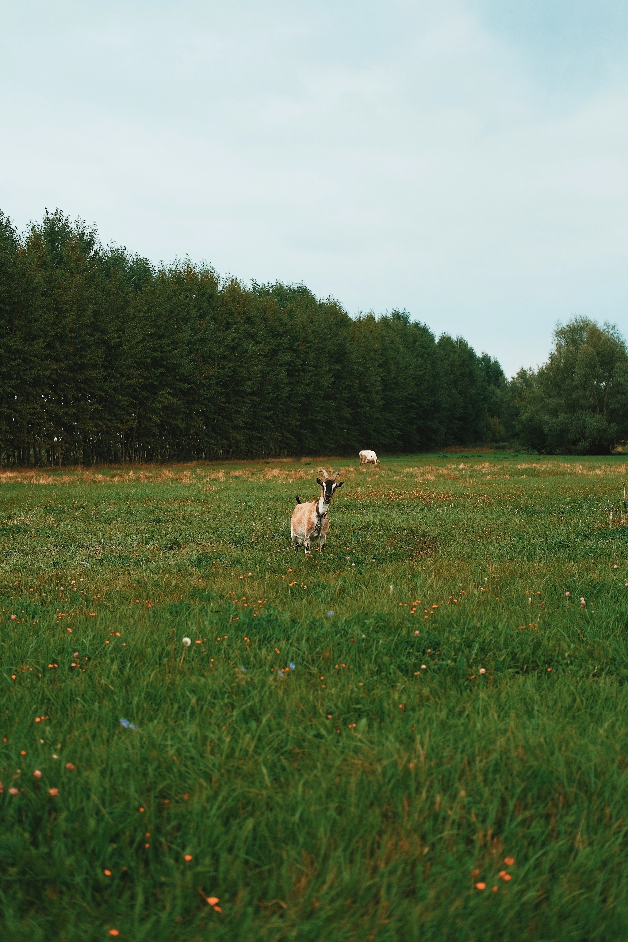 And no zoos - My, The photo, Village, Animals, Fujifilm, Longpost