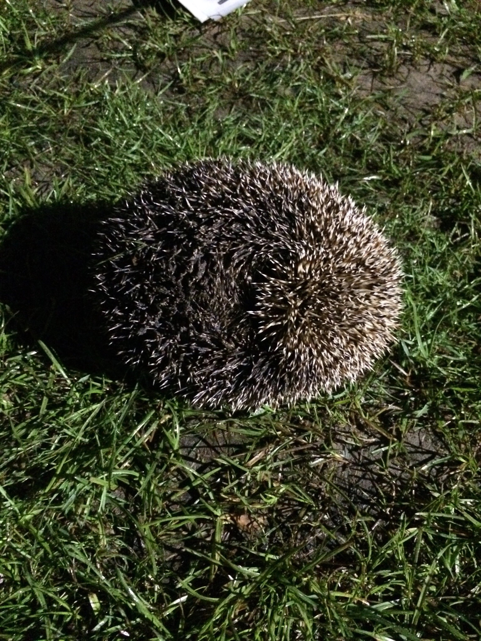 Reply to the post Non-domestic hedgehog - domestic natural disaster ... - My, Story, Animals, Hedgehog, Dog, cat, Impudence, Feces, Life stories, Grandfather, Reply to post, Longpost