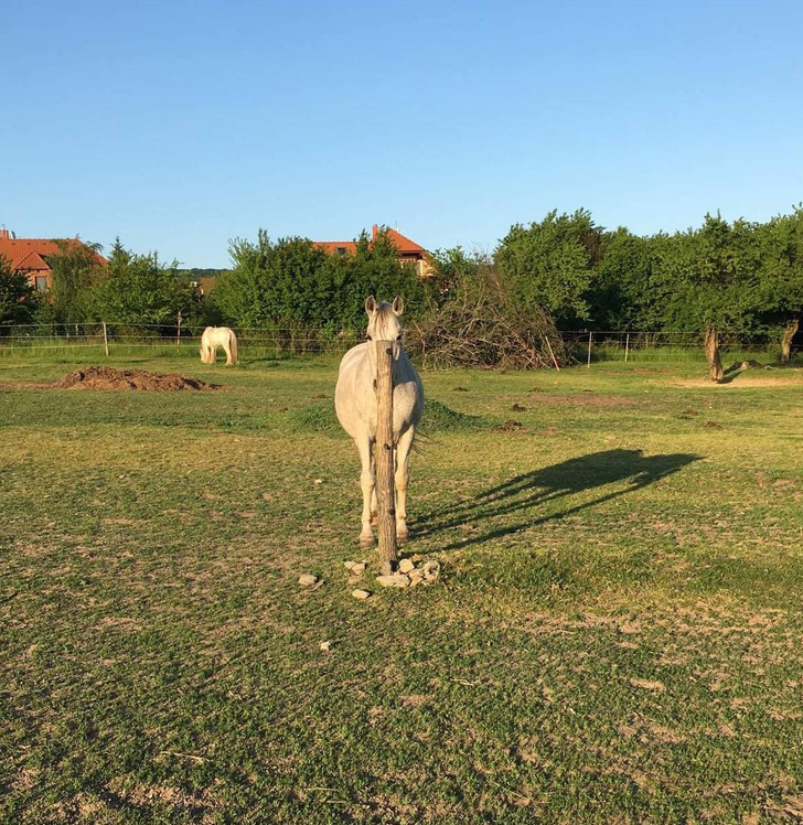 A horse is hiding in this photo - Reddit, Horses, The photo, Pillar