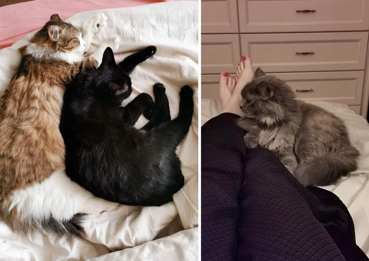 We adopted three cats from the shelter and we do not regret anything - My, Murkosh shelter, Animal shelter, cat, Touching, Making the World Better, Found a home, Positive, Longpost