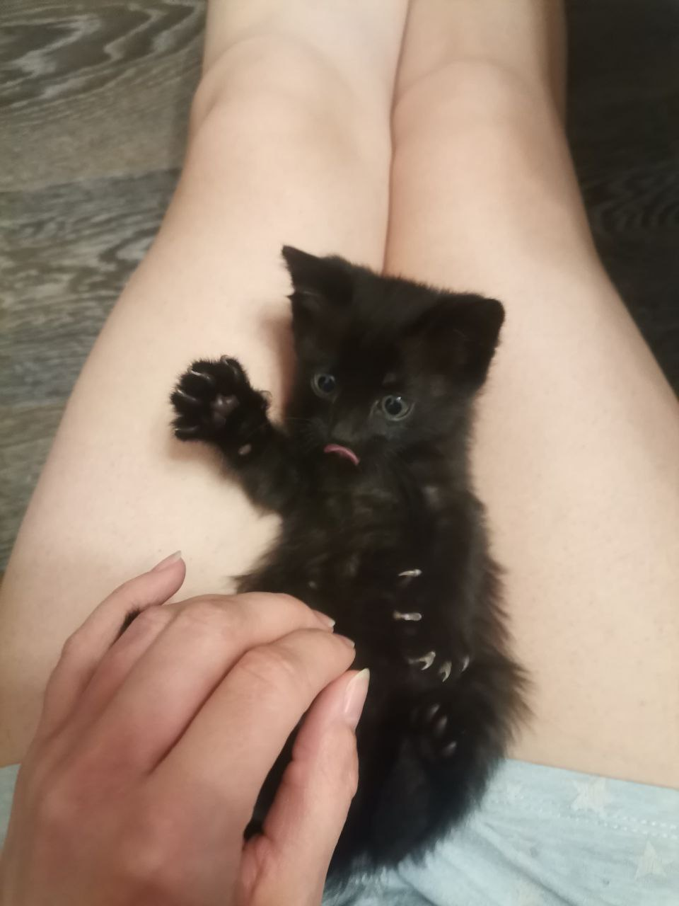 Reply to the post “They threw a kitten. - My, cat, Found a home, Black cat, Reply to post, Longpost, Animal Rescue