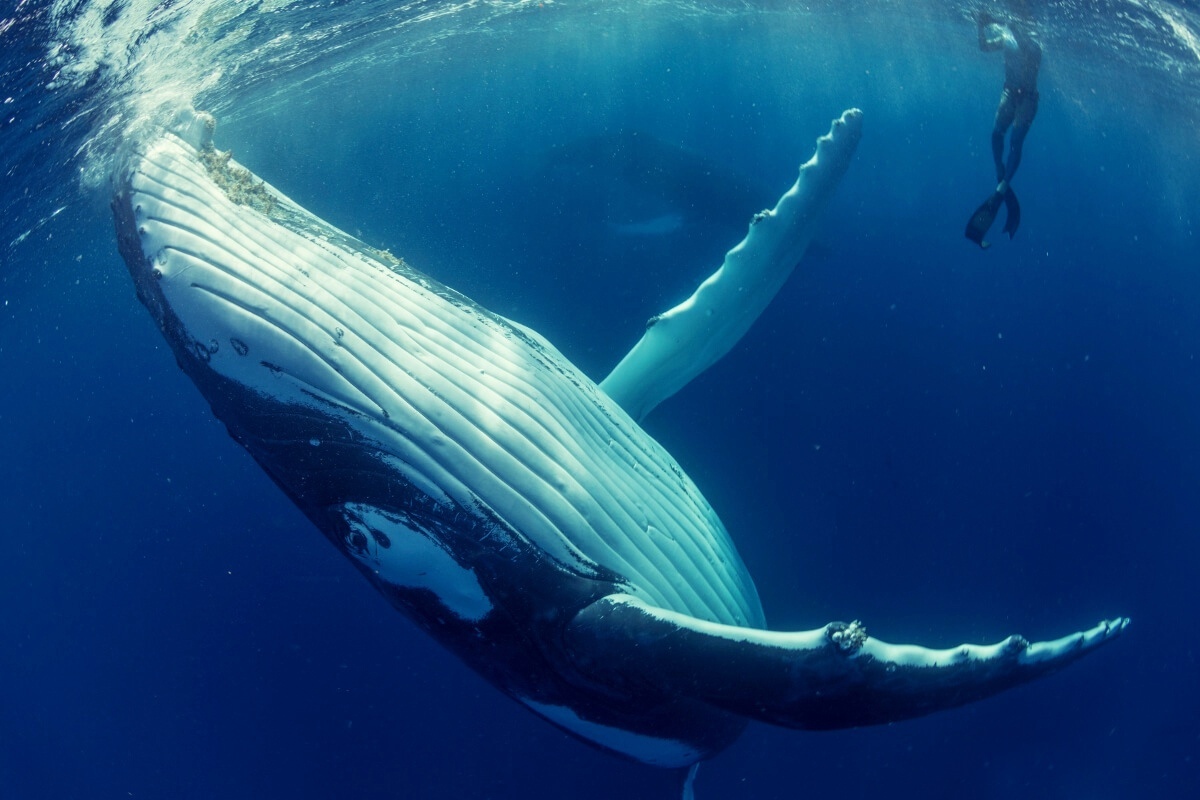 whales - Whale, Biology, Marine life