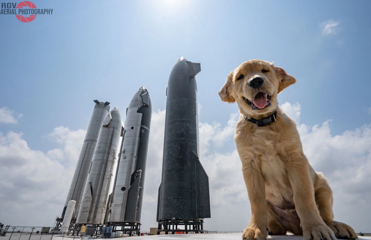 Бока-Чика – родина гигантских космических прототипов и... хороших мальчиков - SpaceX, Starship, Бока-Чика, Собака