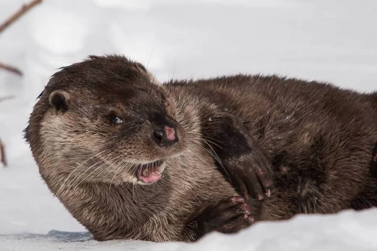 Good guy - Otter, Kronotsky Reserve, Kamchatka, Kuril lake, Funny animals, Phototrap, Wild animals, wildlife, Cunyi, Predatory animals, TVNZ, The photo, Liana of Baraba, Longpost